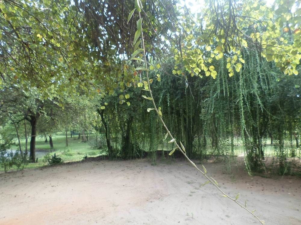 Clay Hut Village Polonnaruwa Ngoại thất bức ảnh